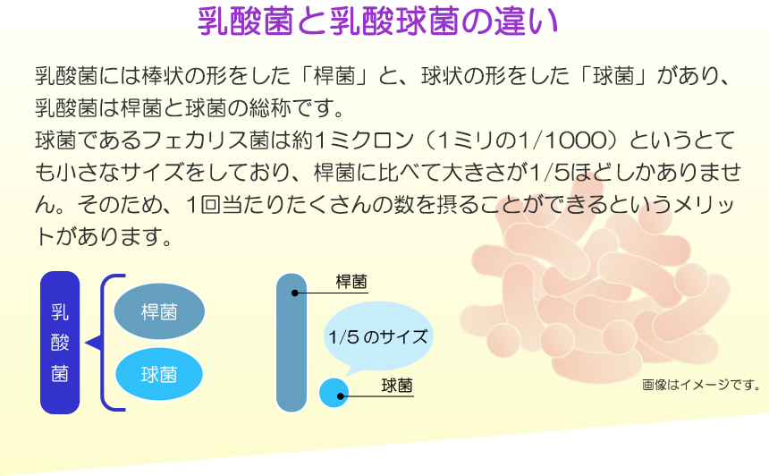 乳酸菌と乳酸球菌の違い